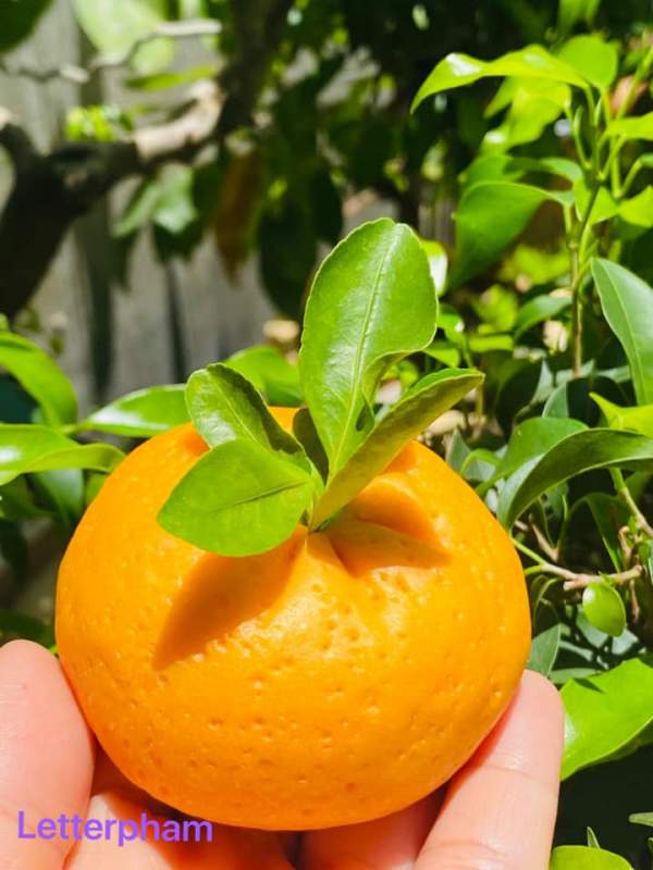 Làm quả cam quýt cho mùa thu ấm áp 4