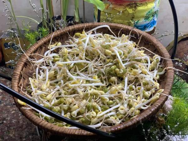 Cách làm giá đỗ xanh tại nhà chuẩn các bước