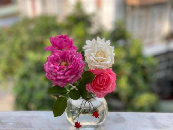 [Kinh Nghiệm] Cách trồng hoa Hồng tại nhà, trên sân thượng 5