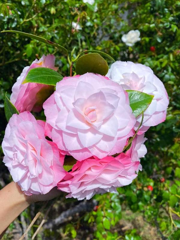 Giới thiệu về Hoa Trà - Trên thế giới có khoản 300 loài Camellia 3